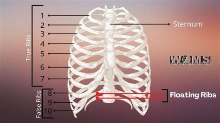 What is the floating rib?