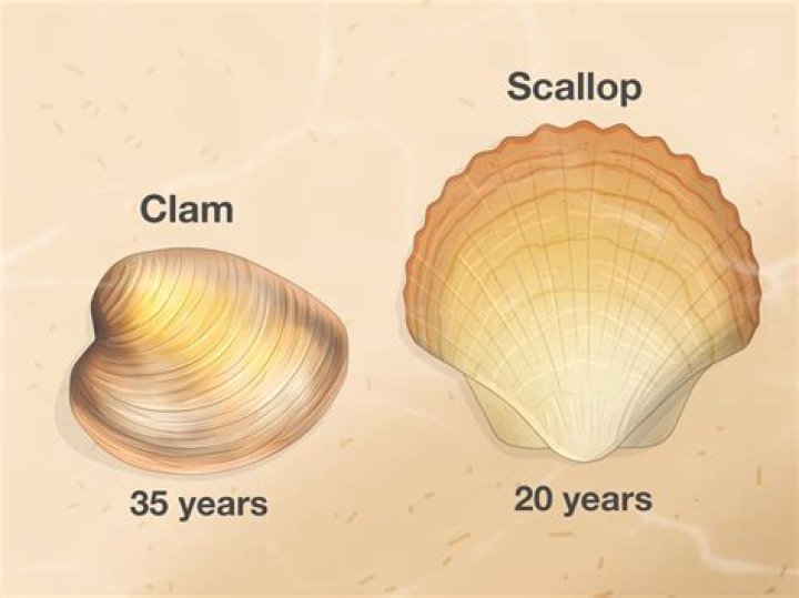 What is the hard stuff in scallops?