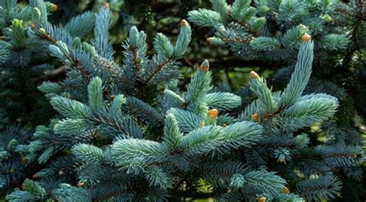 What is the most shade tolerant evergreen tree?