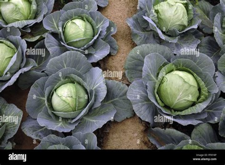 What is the oldest vegetable known to man?