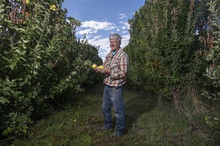 What is the rarest apple?