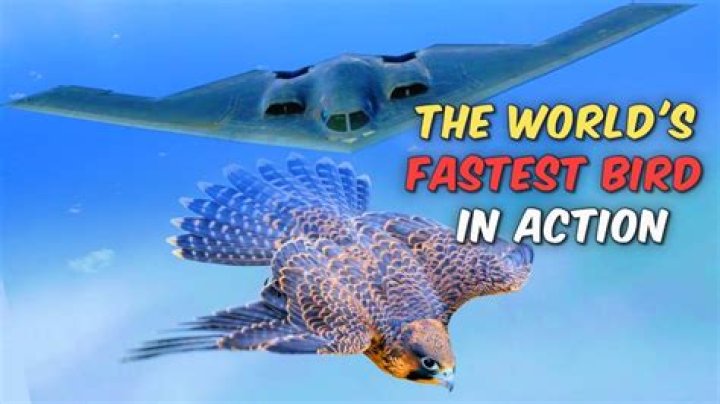 What is the world's fastest bird?