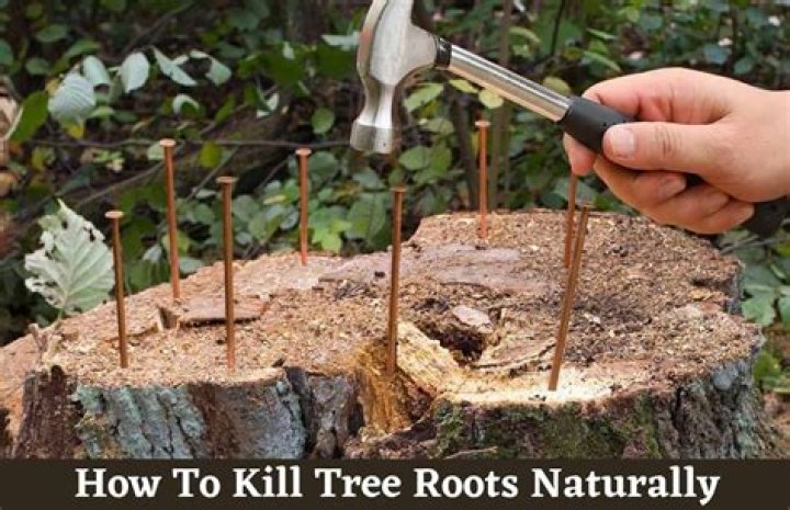 What kills tree roots quickly?