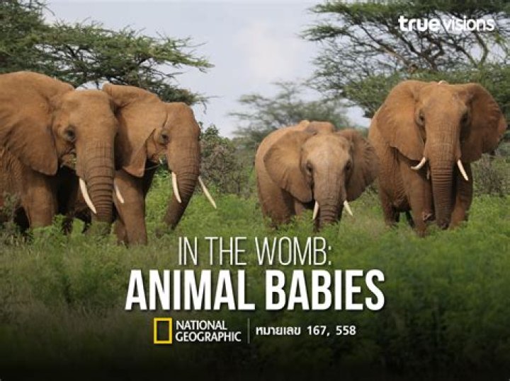 What makes a baby big in the womb?
