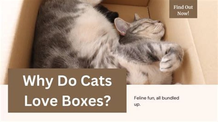 What makes cats go crazy?