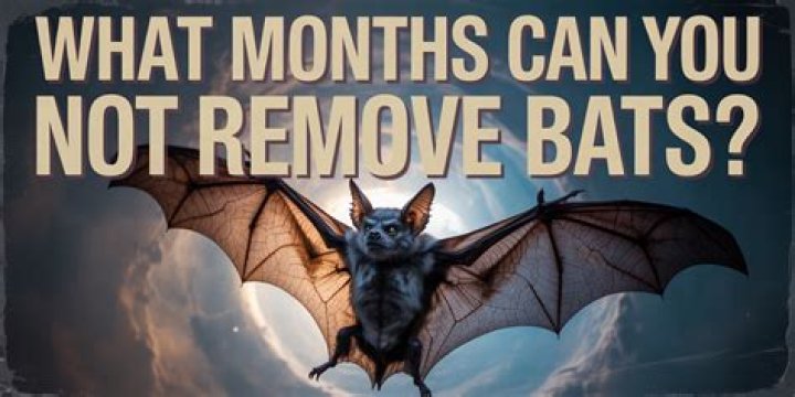 What months Can you remove bats?