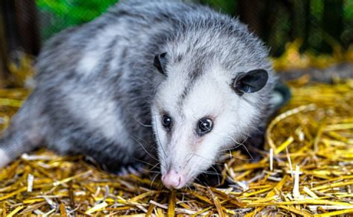 What predators do opossums have?