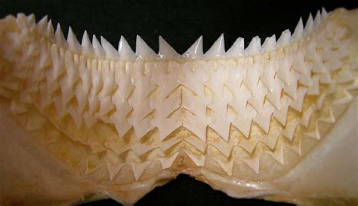 What rivers have shark teeth?