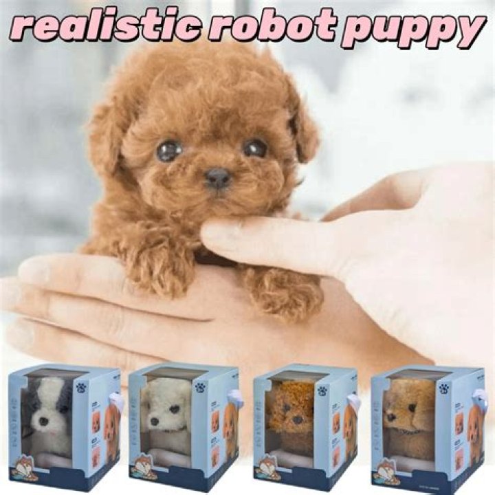 What SCP is a toy?