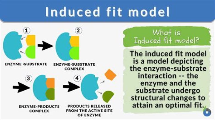 What size is a fit model?