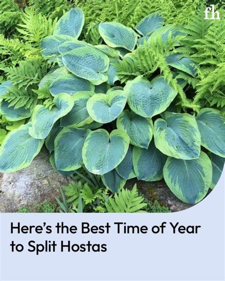 What time of year do you split hostas?