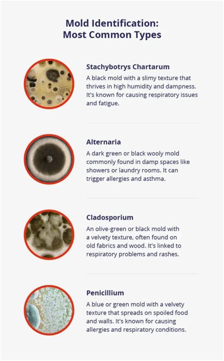 What type of mold is safe to eat?