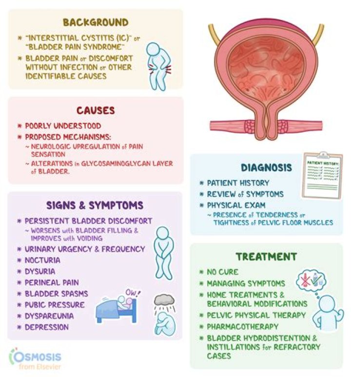 Where does bladder pain hurt?
