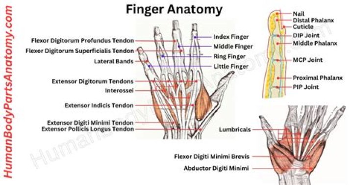 Which finger is connected directly to the heart?