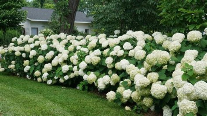 Which is the reddest hydrangea?