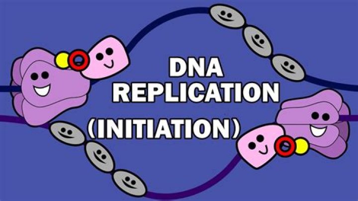Which step happens first in DNA replication?