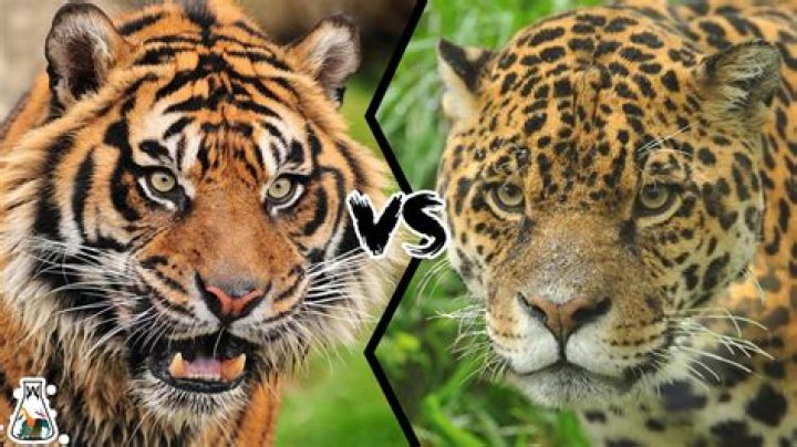 Who is stronger tiger or jaguar?