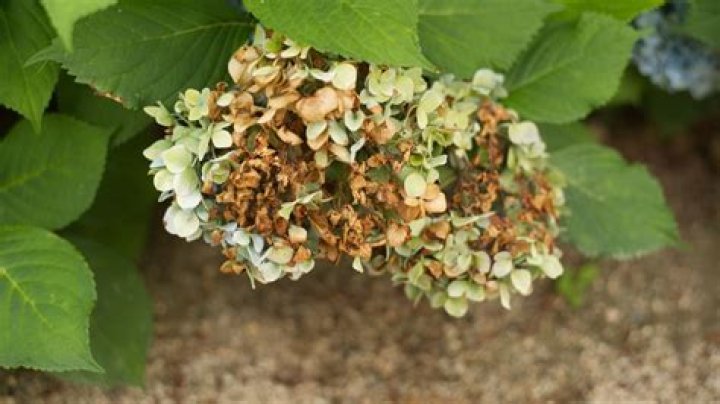 Why are my hydrangea leaves falling off?