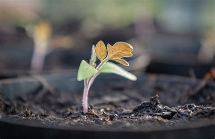 Why are my seedlings not growing?