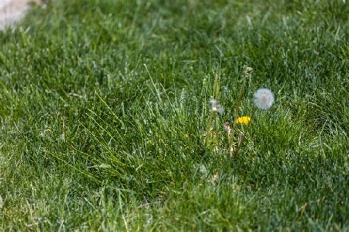 Why do dandelions keep coming back?