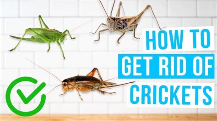 Why do I hear crickets in my ears?