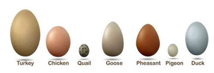 Why do we not eat turkey eggs?