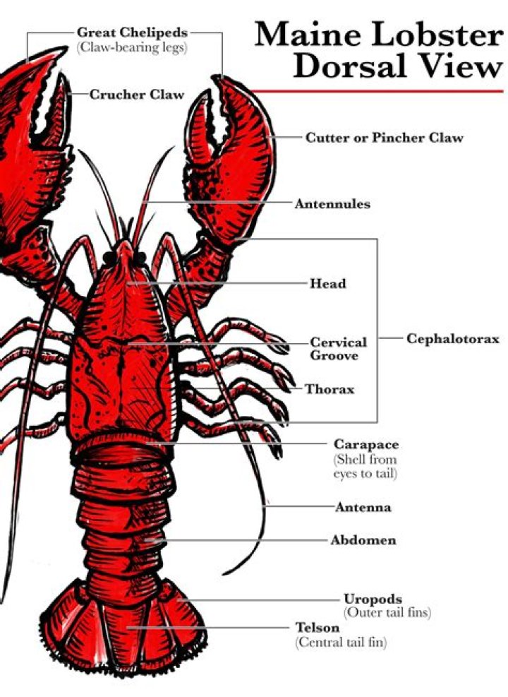 Why does lobster cost more than crab?