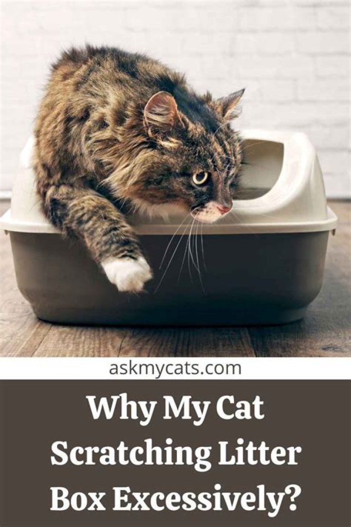Why does my cat scratch the litter box walls?