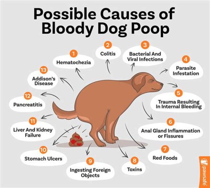 Why does my dog have foamy diarrhea?