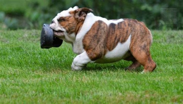 Why does my dog steal my shoes but not chew them?