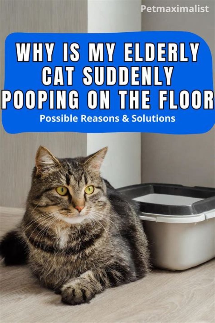 Why is my elderly cat suddenly pooping on the floor?