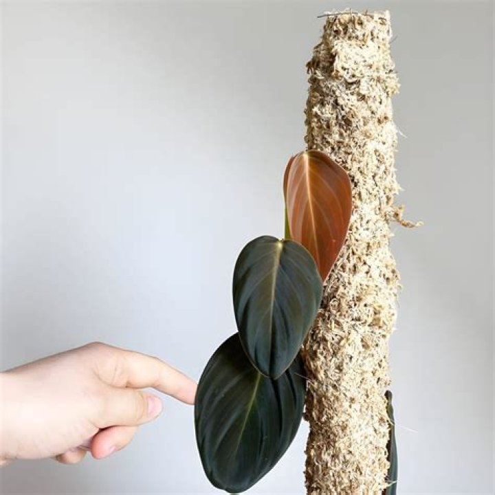 Why is my plant going brown?