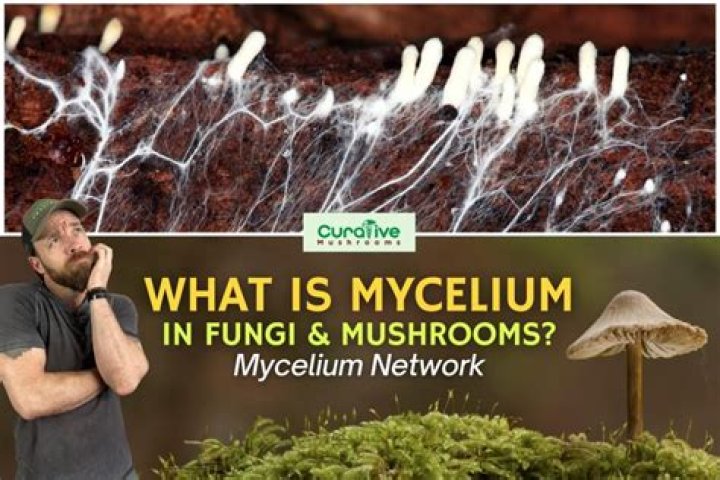 Why is mycelium yellow?