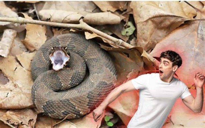 Will a snake bite you if you step on it?