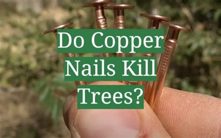 Will copper nails kill a big tree?