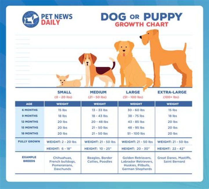 Will my dog be OK after eats sand?
