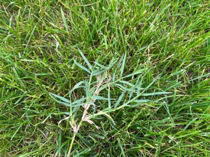 Will pasture grass reseed itself?